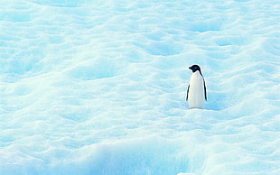 penguin on snow HD wallpaper